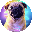 PUGDOG