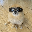 Kori The Pom