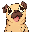 Pug Inu