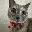 Just Elizabeth Cat