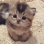 ELON’S CAT (CATME)