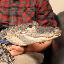 Emotional Support Alligator (WALLY)