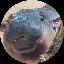 Moo Deng (MOODENG)