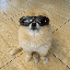 Kori The Pom (KORI)