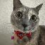 Just Elizabeth Cat (ELIZABETH)