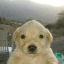 Jotchua (jotchua.net) (JOTCHUA)