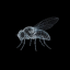 Flybrain (FLYBRAIN)